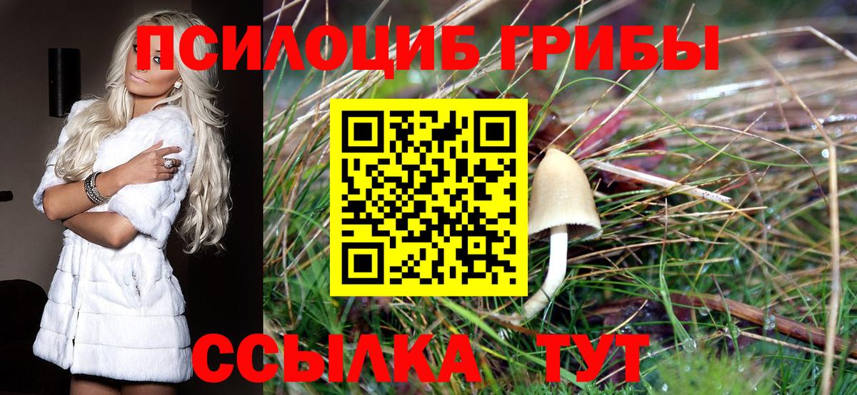 Псилоцибиновые грибы Psilocybine cubensis Черняховск